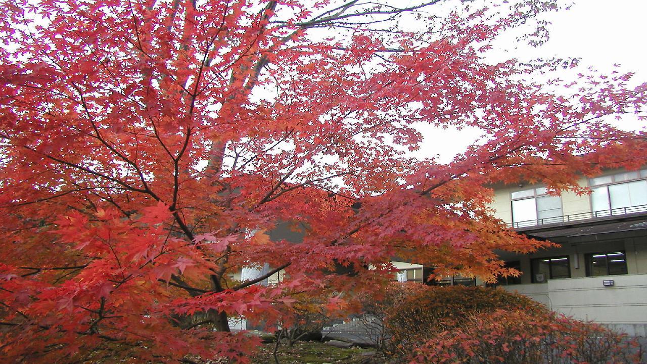 Hotel Natural Garden Nikkō Extérieur photo